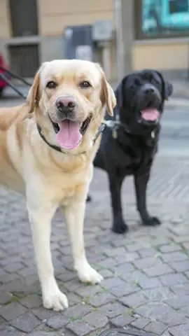 A post by @doggodaiily on TikTok caption: Noah ha 8 anni, Kilian ne ha 3. Due maschi, due anime diverse ma inseparabili. Noah è il più grande, più tranquillo, riservato — non ti lecca mai il viso. Kilian invece è esuberante, affettuoso all’estremo, ti riempie di baci come se non ci fosse un domani. È il classico secondogenito: cerca attenzioni, vuole stare sempre addosso, prova a rubare la scena. Ma tra di loro c’è un legame fortissimo: stanno sempre insieme, si leccano, si puliscono a vicenda. Quando mangiano, Kilian finisce tutto in un attimo, e Noah lo lascia avvicinare alla sua ciotola senza problemi. Sono una coppia atipica, ma perfettamente complementare. E quando succede qualcosa a Noah — perché è sempre lui a essere morso dagli altri cani, forse perché sentono che è dominante — è Kilian a piangere. Non reagisce, non si mette a fare branco. Piange. Come se sentisse tutto. Hanno qualcosa di speciale, un legame che va oltre la semplice convivenza: si proteggono, si capiscono, si completano. E per chi li guarda, è impossibile non sentirsi toccati da questa fratellanza così pura. 💛🖤 , #caniditorino #labrador 