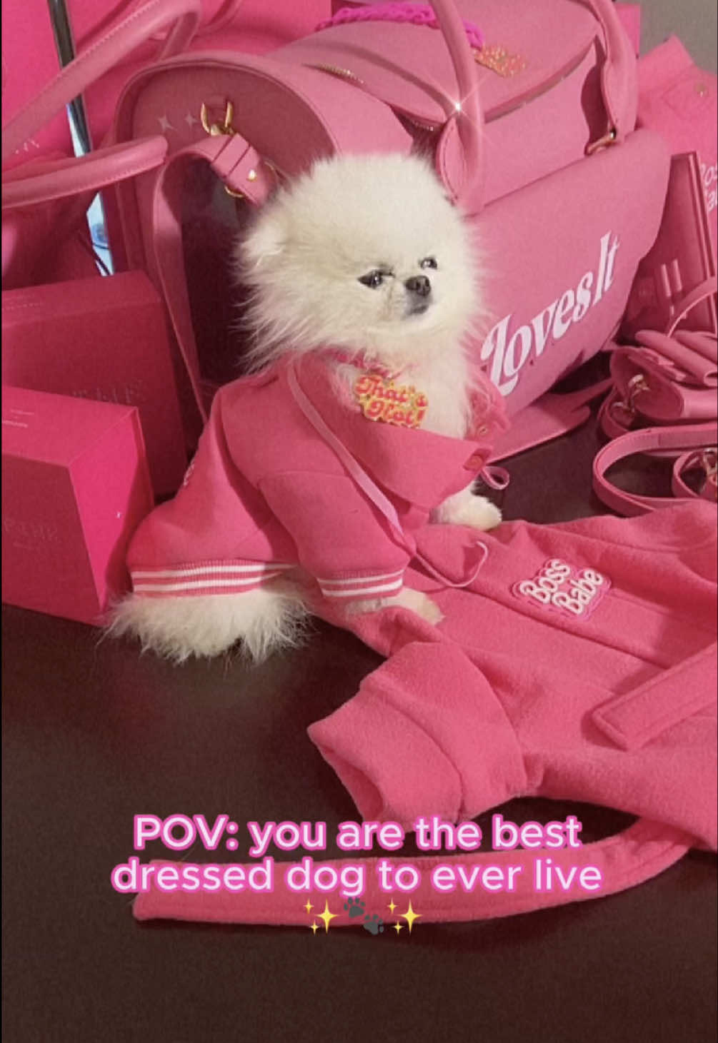 A post by @parishilton on TikTok caption: Ether’s inner monologue: “I’m not just a good boy… I’m a fashion icon.” ✨🐶 #HiltonPets 