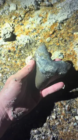 A post by @fishingarrett on TikTok caption: Searching for megalodon shark teeth! #shark#sharkteeth#smoker#fossil#bones#paleontology#Florida#crazy#rare#treasure#wildlife#fyp#foryou#snake#nature 