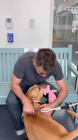 A post by @georgehahnnyc on TikTok caption: Went to visit my friends at @Animal Care Centers of NYC up on 110th Street. The facility is extremely overcrowded with adoptable dogs and cats. The situation is dire. While I was there, I met Bass, one of dozens and dozens of dogs who need a forever home or even a foster. If you can’t foster, you can always donate. And if you adopt, tell them I sent you and they will waive the adoption fee!! Adopt, don’t shop! 🐾🐕‍🦺🐕🐈‍⬛🐈🐇 #dog #cat #adoptdontshop #rescuedog #rescuecat 