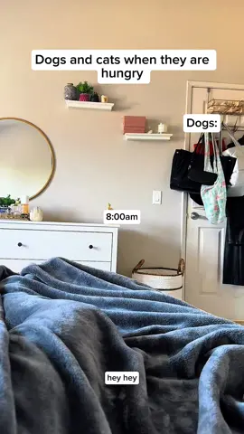 A post by @scareprankusa18 on TikTok caption: Dog vs cat😂#prank #scarecam #funny #viral #scarepranks #funnyprank #fyp #jumpy #scaring 