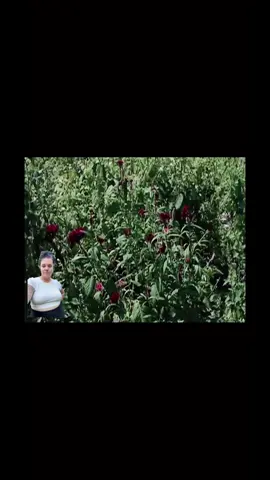 A post by @folkmedicineremedies on TikTok