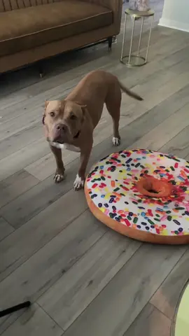 A post by @bigdaddy_nem on TikTok caption: Consider that phone TOOK for the rest of the summer bookie butt🫶🏽 #dogs #singlemom #talkingdog #VoiceEffects #pets #pibble 