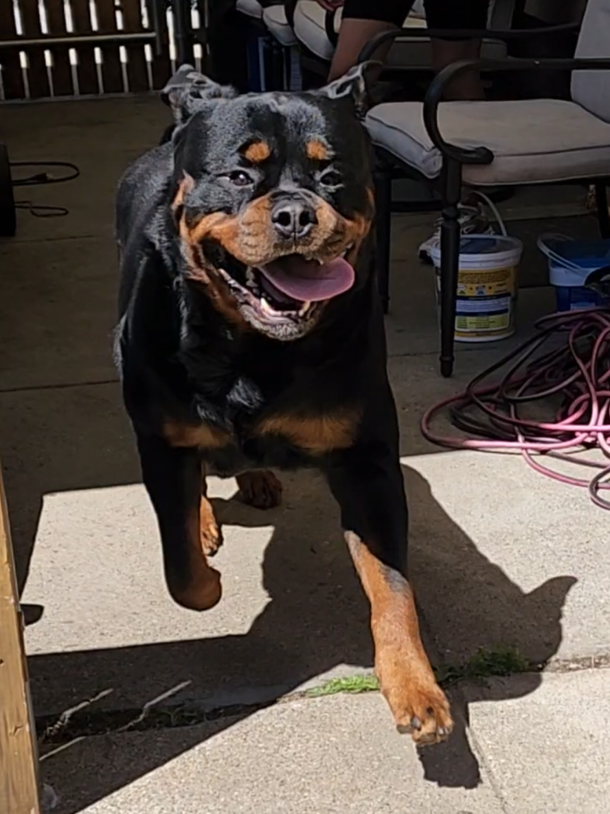 A post by @actionjackson2019 on TikTok caption: I'm a big dog, with a big heart ❤️  #rottweiler #rottie #rottweilers #rottweilersoftiktok #rottweiler #rott #bigdog 