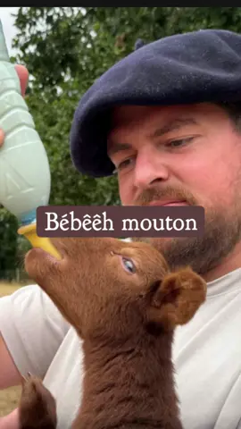 A post by @le.grand.gaulois on TikTok caption: Bébêêh mouton #terroir #agneau #elevage #sauvetage #mouton #solognot 