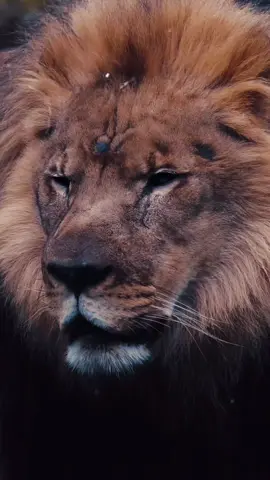A post by @kalbny90175 on TikTok caption: #اللهم_صلي_على_نبينا_محمد  #اللهم_صلي_على_نبينا_محمد  #اللهم_صلي_على_نبينا_محمد 
