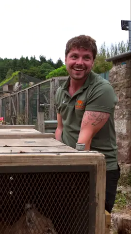A post by @camwhitnall on TikTok caption: Every rescue has a story.  This one? We have a lovely little tale to tell… 🐾 👀 A special new arrival has joined our Sanctuary family, we can’t wait for you to meet them. Stay tuned! 🧡🏠 #Rescue #TheBigCatSanctuary #WildlifeRescue #cats #tiktokforgood #uknews  