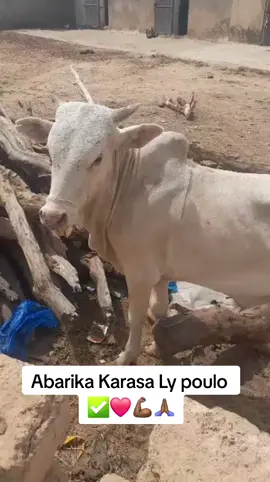 A post by @djaliba.diombanaofficiel on TikTok