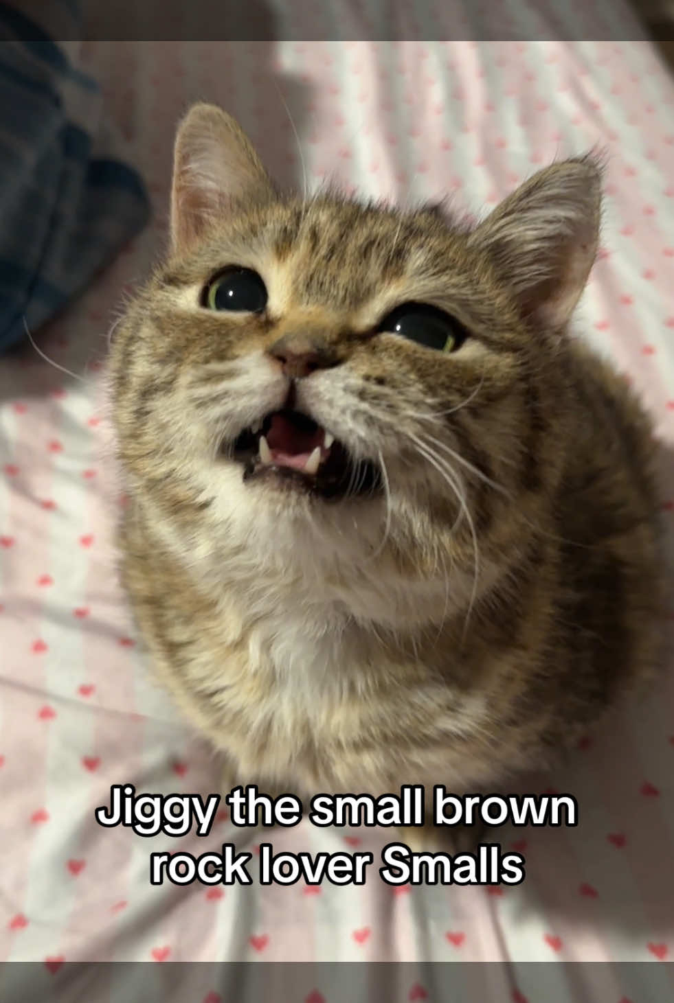 A post by @melodyandjiggy on TikTok caption: she is so cute i wish i could consume her like she does her small brown rocks 😤😤😤 #jiggysmalls #dwarfcat #jiggycat #fypシ゚viral #viralvideo #fypシ 