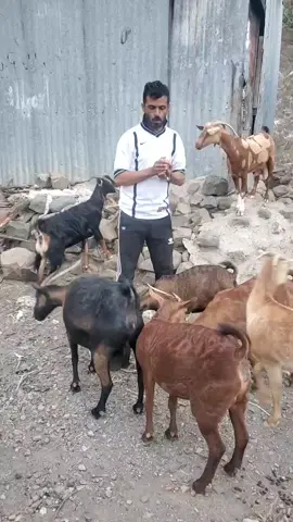 A post by @maheralwajih62 on TikTok caption: ابوعزالدين#trend #الشعب_الصيني_ماله_حل😂😂 #اليمن_صنعاء_تعز_اب_ذمار_عدن_وطن_واحد 