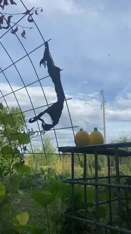A post by @alex777terieur on TikTok caption: #jardinage #astuce #permaculture #potager 