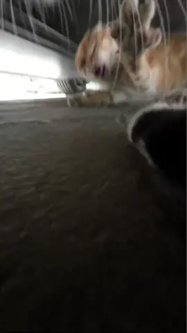 A post by @max20499 on TikTok caption: #catsoftiktok 