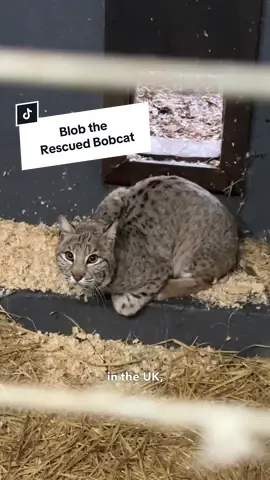 A post by @camwhitnall on TikTok caption: Meet Blob the Rescued Bobcat 🧡🐾  Blob was the very last cat rescued from The Cat Survival Trust earlier this year. On the final day of the rescue, Lindsay from Wildside stepped in and gave him a lifeline. We promised Lindsay that day we’d find him a forever home… 💛🏠  After 7 months in temporary care, Blob has finally arrived at The Big Cat Sanctuary, safe, loved, and starting his new chapter.  Thank you to Wildside Rescue. We’re so glad he’s part of our Sanctuary family now.🧡   #Bobcat #rescue #NewArrival #thebigcatsanctuary #uknews #tiktokforgood 