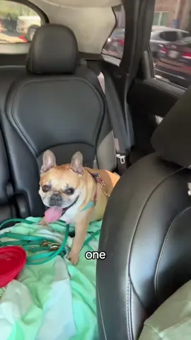 A post by @yolyredrum on TikTok caption: french bulldogs are nothing but an expensive fart machine #frenchiesoftiktok #frenchbulldog 
