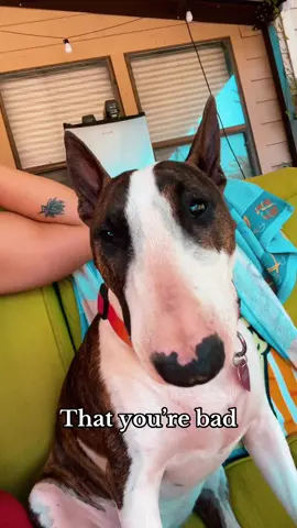 A post by @thesarbear on TikTok caption: But her bad makes me complete 🥹💕 #bullterrier #dog #bullybreeds 