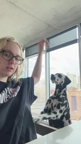 A post by @thatkaitysmith on TikTok caption: @Fashion the Dalmatian 🐾 is going to school! 