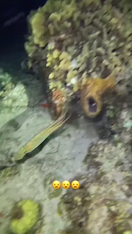 A post by @espn on TikTok caption: Eel got its ankles broken 😭 (via javierramirezrv/IG) #fish 
