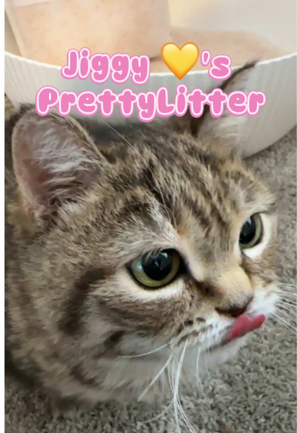 A post by @melodyandjiggy on TikTok caption: Hi, I’m Jiggy Smalls. I’m small, dramatic, and my litter box is prettier than yours. @PrettyLitter Inc changes colors to indicate potential health issues, my mom says it gives her peace of mind, but I think it's more of an invasion of privacy! #PrettyLitterPartner #jiggysmalls #dwarfcat 