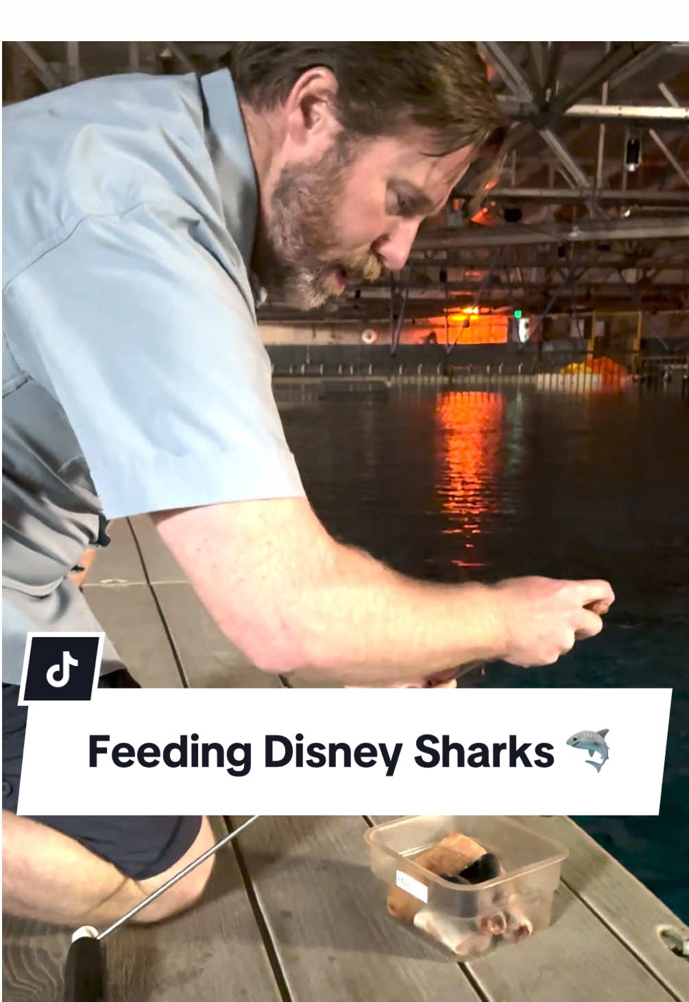 A post by @disneyparks on TikTok caption: No-fin beats early morning Shark snackies 🦈🍽️ #DisneyWorld #EPCOT #Sharks #DisneyCastLife 