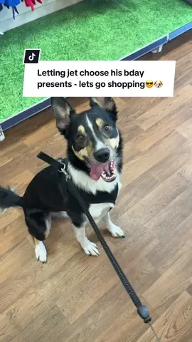 A post by @chantelleef on TikTok caption: This is your sign.. Let’s go shopping!🐶🛍️ HAPPY BIRTHDAY JET🤍🎉🎂 #dogtok #Vlog 