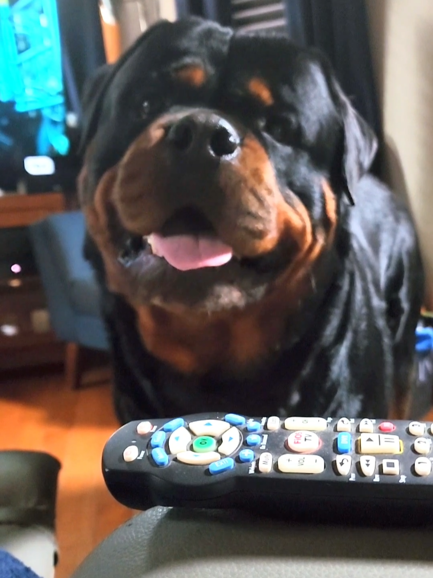 A post by @actionjackson2019 on TikTok caption: Do you ever just have something to say and forget? 😅🤭 #rottweiler #rott #rottweilersoftiktok #rottweilers #rottie #dog #dogsoftiktok 