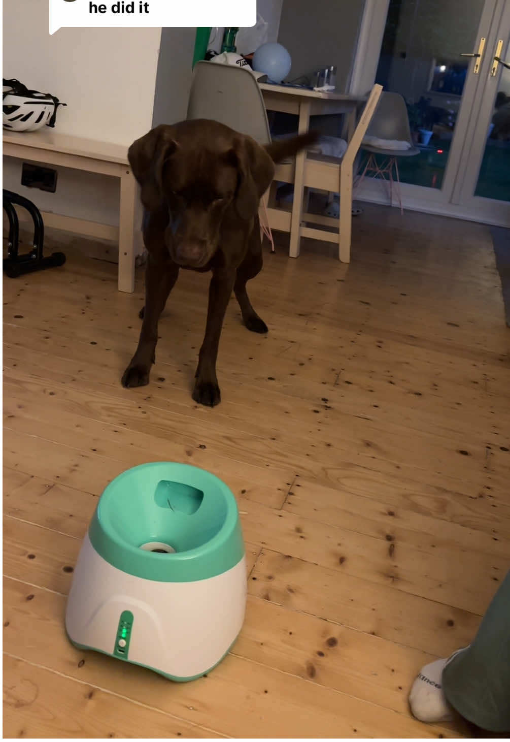 A post by @itsdaddymay on TikTok caption: Replying to @Niamh he’s not got it yet! #daddymay #mayfamily #mayfamilypub #russellarms #family #dogsoftiktok #tiktokshop