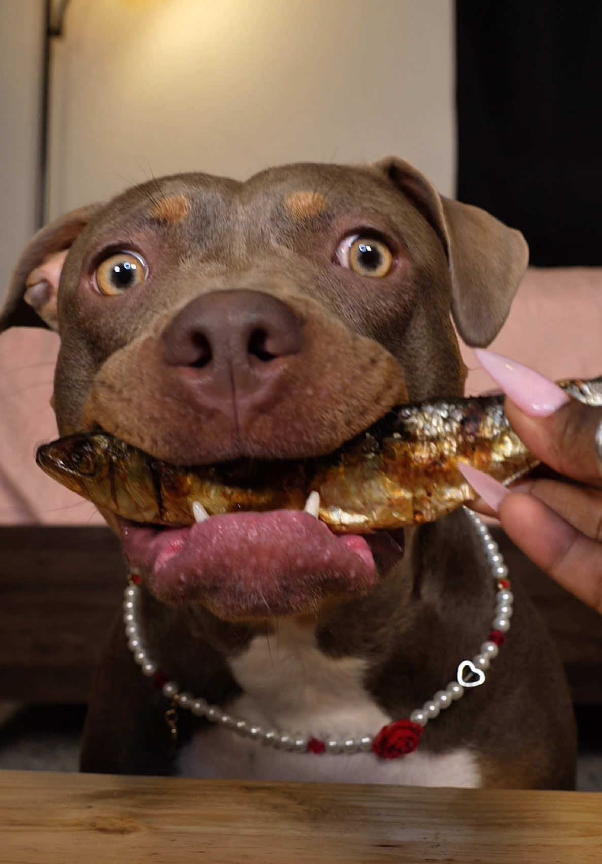 A post by @reignstormpit on TikTok caption: Dehydrated Dog Treat ASMR 🐾🦴 I think Snoh enjoys these treats so much! 💕 #dogsoftiktok #asmr #asmrsounds #satisfying #asmrvideo  