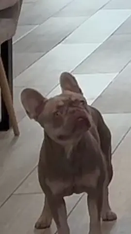 A post by @kylefullerofficial on TikTok caption: MAN’S BESTFRIEND⁉️ He’s embarrassed of me  😂  #trending #funny #dog #dogsoftiktok #jokes #dance #comedy #funnyvideos ##relatable #fyp 