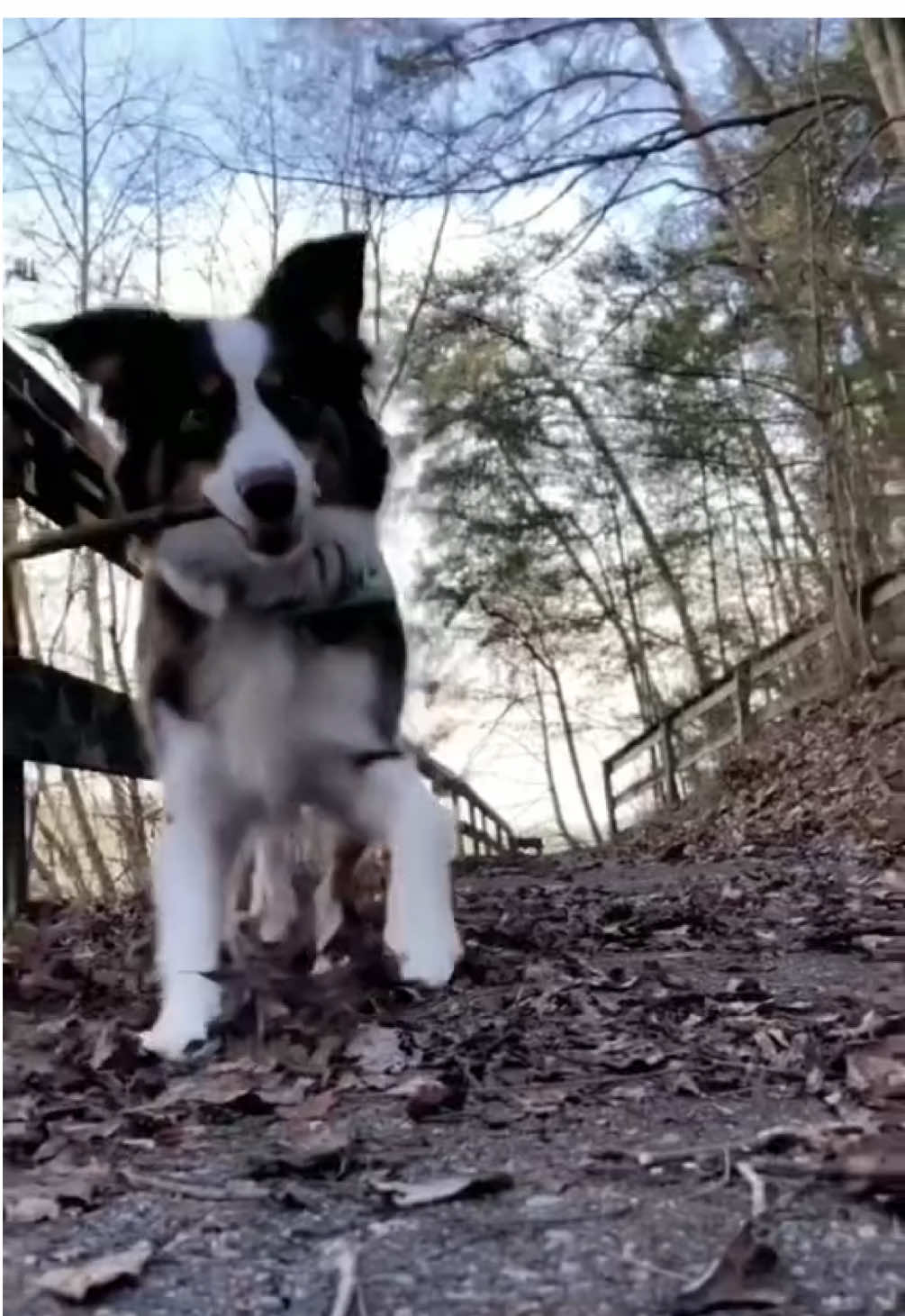 A post by @ashleymckenzie on TikTok caption: 🐶💕 happy gotcha day Bella! 