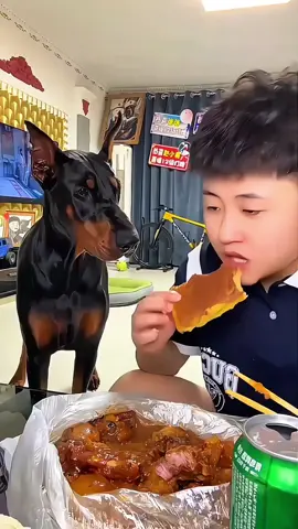 A post by @funny.pets____ on TikTok caption: Funny animals 😂😂  #pet #cat #dog #cute #animals #foryou #typ