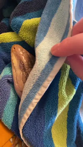 A post by @xo_pennypink on TikTok