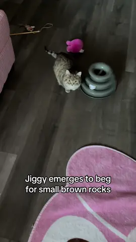 A post by @melodyandjiggy on TikTok caption: much to her dismay it was not small brown rock o’clock 😢 #jiggysmalls #dwarfcat #jiggycat #foryoupageofficiall #fypシ゚viral #forupage #virall 
