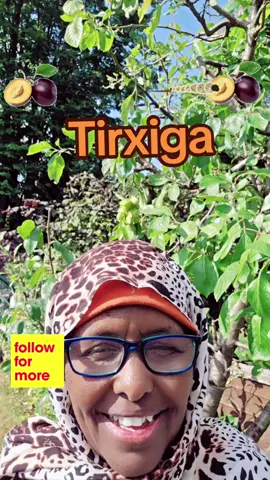 A post by @1901hawa on TikTok caption: #highlights #livetiktok #somali #language #halis 