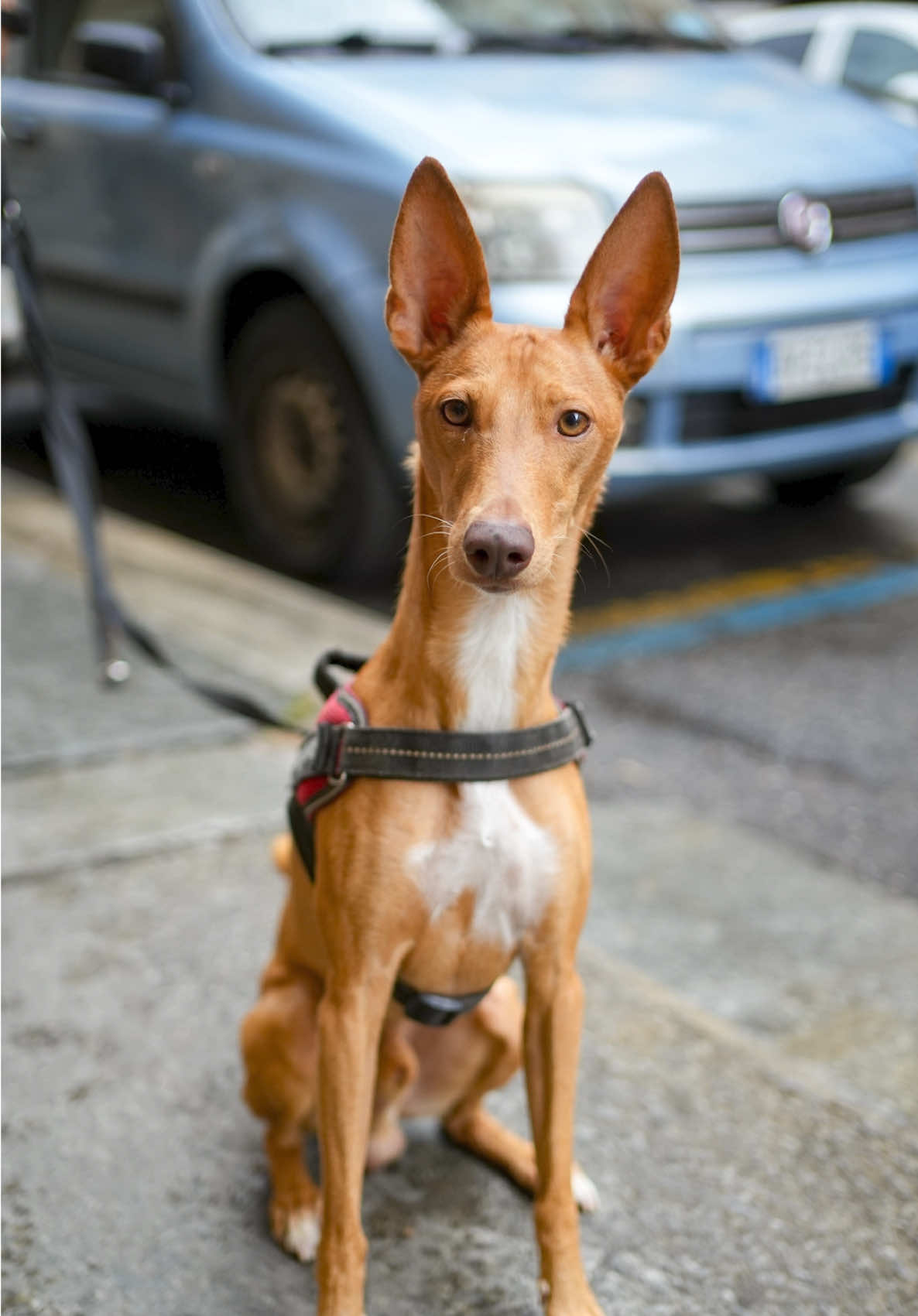 A post by @doggodaiily on TikTok caption: Loki è un testone, uno di quelli dolci ma cocciuti. Ha paura di ciò che non conosce, soprattutto dei cani maschi grandi: allora fa finta di essere prepotente, cerca di tenerli lontani… ma finisce quasi sempre per prenderle. Eppure è affettuoso, anche se quando si fissa su qualcosa, non lo smuove nessuno. La sua passione più grande? Il cibo. Scodinzola più davanti a una ciotola che davanti a una persona. Basta un biscottino per farlo felice: per lui il mangiare è una gioia pura. Loki è arrivato tre anni fa, da cucciolo. Cercavano una famiglia che non lo usasse per la caccia, anche se lui è un cane da caccia di natura. Non trovavano nessuno, poi è bastata una foto — era grosso così — e non hanno avuto dubbi. Da allora vive una vita piena, e ogni giorno va all’asilo per cani mentre i suoi umani lavorano. Lì gioca con i cuccioli tutto il giorno, anche se ormai lui non è più un cucciolo. Ma il cuore, sì: quello è rimasto lo stesso. 🥰❤️ , #caniditorino #sicilia #cirneco 