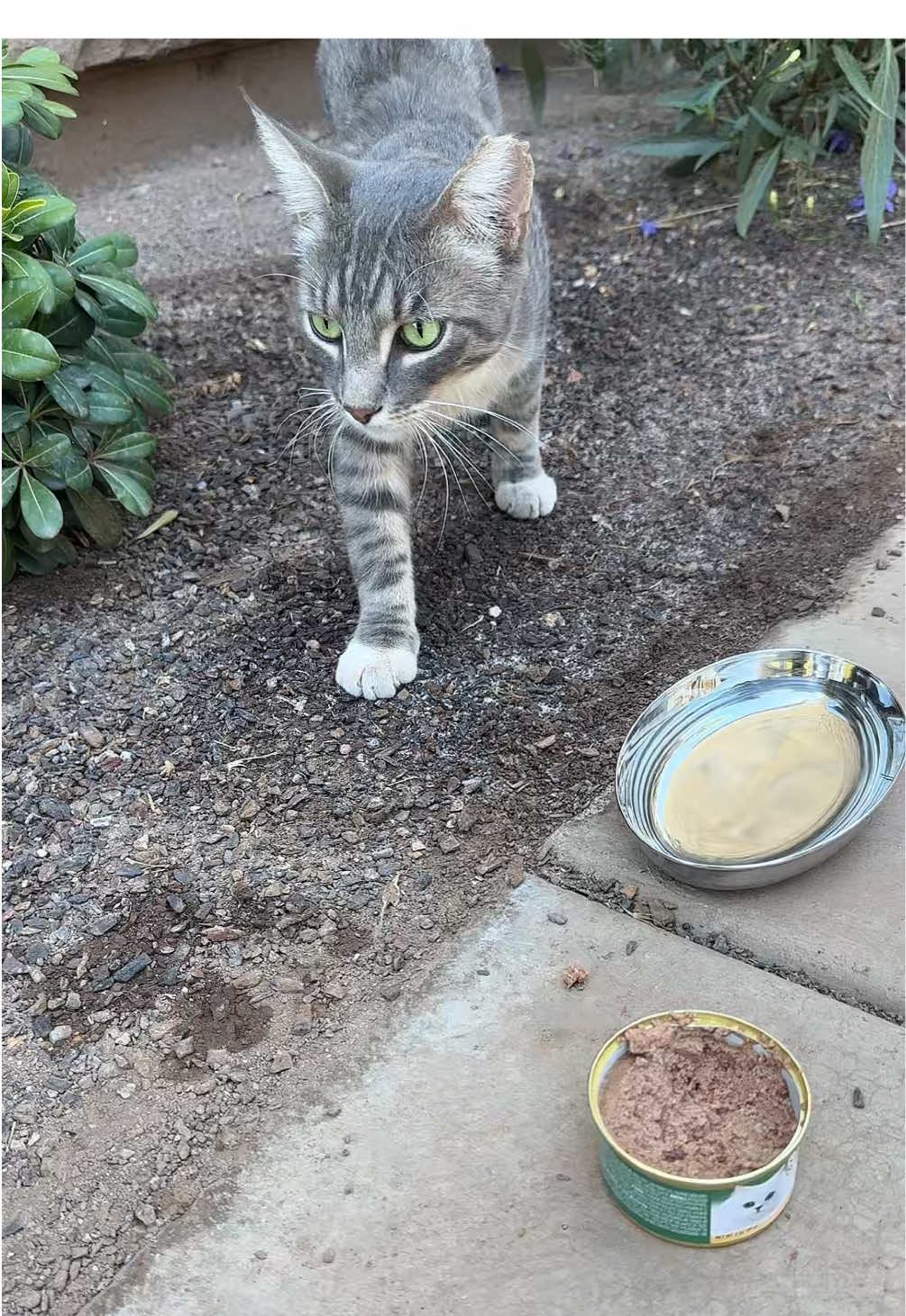 A post by @citygurlzup on TikTok caption: Found a kitty 😩😩
