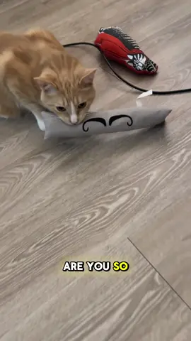 A post by @jacqueszewhipper on TikTok caption: Oh no! We didn’t bring NEARLY enough cat toys for Scipio  Time to order some more from @Emberglow Gaming  #cats #cats #jacqueszewhipper #orangecat 