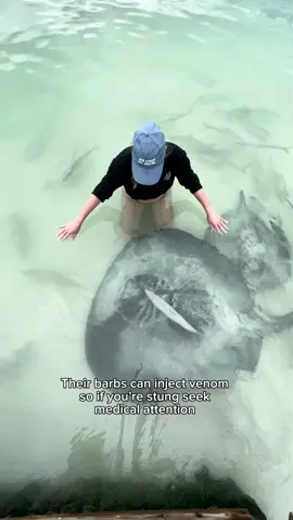 A post by @mermaid.kayleigh on TikTok caption: Can stingrays be friendly? Yes! Stingrays are usually gentle & shy, but they can be curious, especially in places where they’re used to humans. They may glide up calmly or brush past you out of curiosity. Be sure to shuffle your feet in shallow water so you don’t startle one resting on the sand. Don’t make sudden erratic movements. Stay calm & gentle. Their sting is purely for defense & not aggression. The tragic accident with Steve Irwin was a rare, freak event involving a startled stingray. Respect their space and stay calm, and you’ll likely have a peaceful, magical encounter. ✨  #oceanroomba #stingrays #rays #ocean #belize  