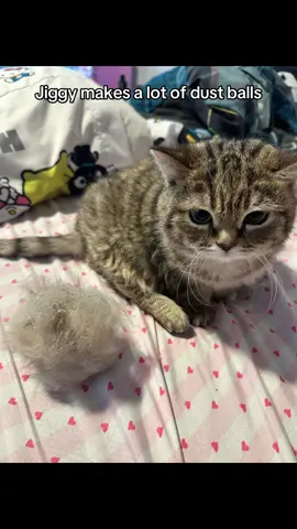 A post by @melodyandjiggy on TikTok caption: it honestly works much better than a lint roller & it’s reusable! ✨ #jiggysmalls #dwarfcat #jiggycat #tiktokshop 