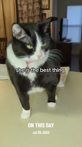 A post by @mollythepandacatofficial on TikTok caption: #onthisday
