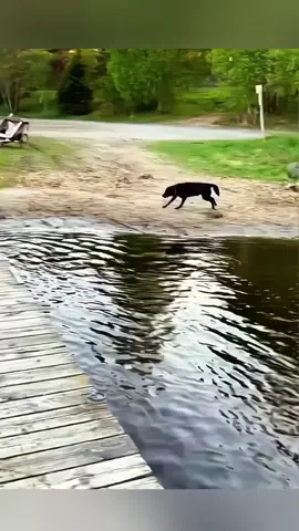 A post by @funny.pets____ on TikTok caption: Funny animals 😂😂  #pet #cat #dog #cute #animals #foryou #typ