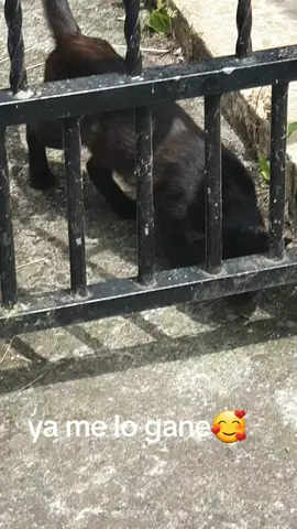 A post by @trilogar on TikTok