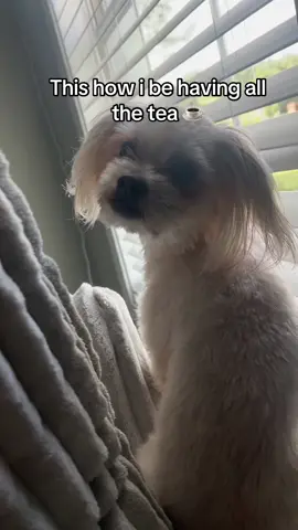 A post by @eboniqueluxe on TikTok caption: Nosy butt 🤭  #fyp