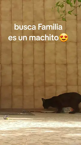 A post by @trilogar on TikTok