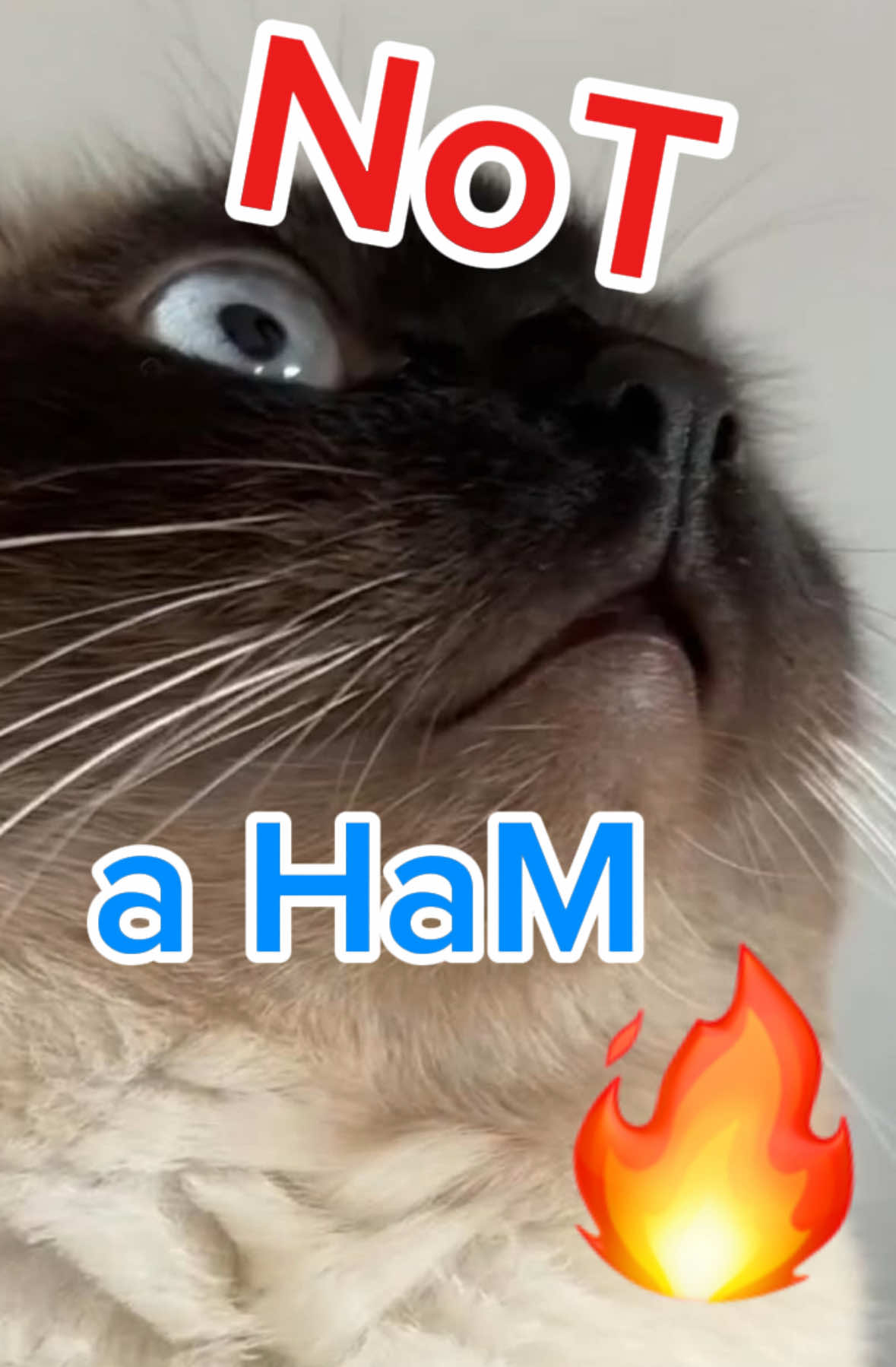 A post by @mervthecat on TikTok caption: NOT.  A.  HAM.   #BAGAGWA #BUILD #CATSOFTOKTOK #curse #funnycat SEND TO A HAM WHOS NOT A,?ham ok 