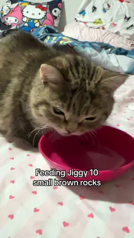 A post by @melodyandjiggy on TikTok caption: 10 small brown rocks are not enough!!! she needs more! 🙀 #jiggysmalls #dwarfcat #jiggycat #foryouuuu #foryoupageofficiall #viralvideo 