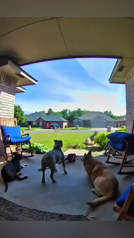 A post by @funny.pets____ on TikTok caption: Funny animals 😂😂  #pet #cat #dog #cute #animals #foryou #typ 