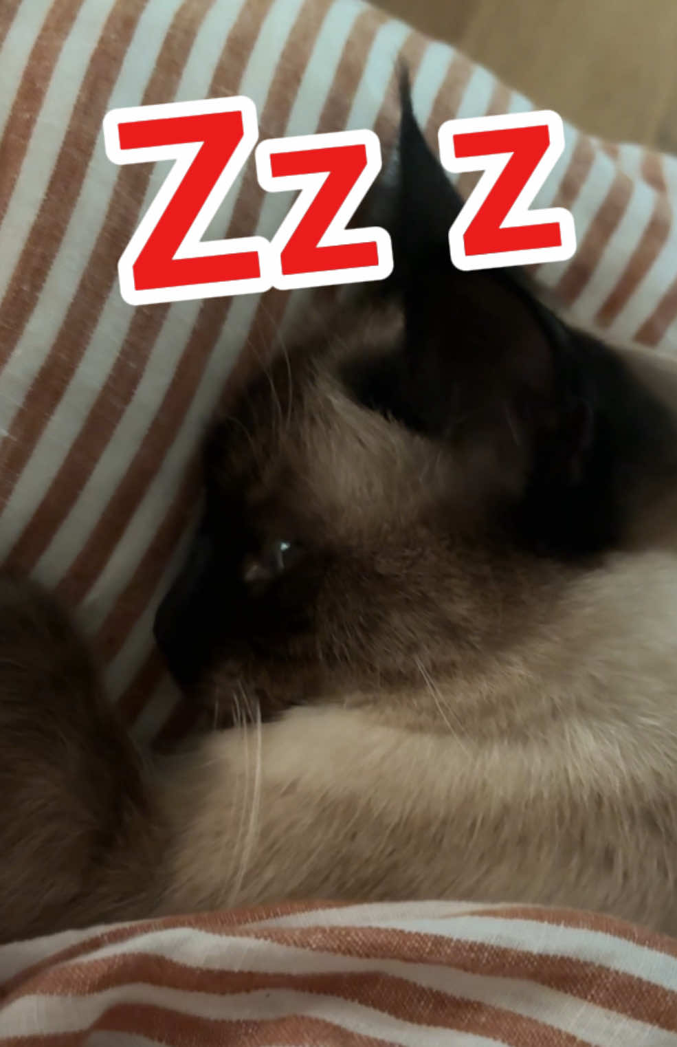 A post by @mervthecat on TikTok caption: WEN U SLEEP , tag a bab  -- - #catsoftiktok #bagagwa #cute #siamese