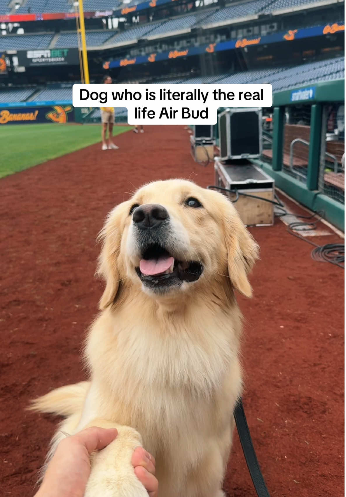 A post by @jacksonolson_ on TikTok caption: As long as she helps me get a girlfriend 🐶 #dogs #baseball @Golden Retriever Life 