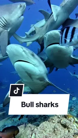 A post by @mermaid.kayleigh on TikTok caption: If you’re a diver & love sharks you definitely need to have @BAD with @Fiji Shark Lab on your bucket list!! 🤿🦈🙌🏼 #sharknado #bullshark #fiji #sharkdive #ocean      