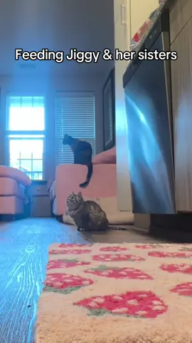 A post by @melodyandjiggy on TikTok caption: Tangy is such a beast when it comes to food she really screams at me 🙀 #jiggysmalls #dwarfcat #jiggycat #foryouuuuu #foryoupageofficiall #foryouuuuuuuuu #viral_video 